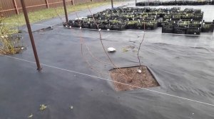 Шпалера для ежевики бесшипной