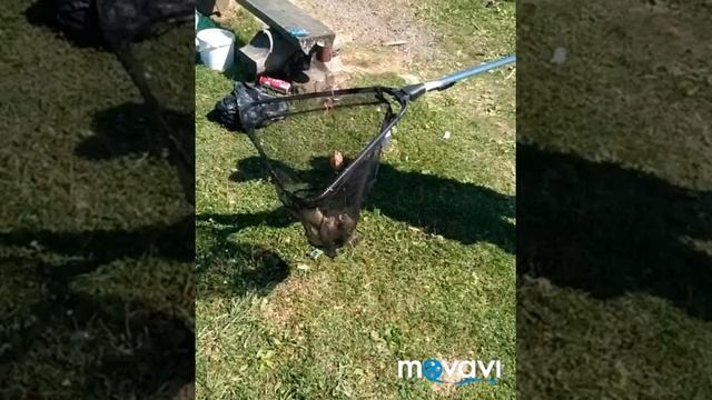 Клёвая рыбалка у Гены в мятлево, клёвые места, клюёт, ловля Карпа, ловля Амура ловля линя