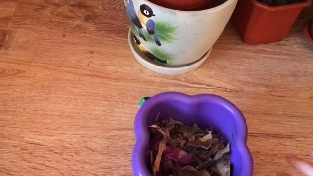 Мои любимые комнатные цветы.#1. смотреть онлайн