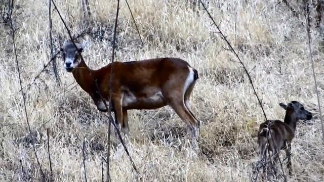Муфлоны на Кипре смотреть онлайн