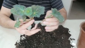 ЧЕРЕНКОВАНИЕ И РАЗМНОЖЕНИЕ БЕГОНИИ (Часть 2) РЕЗУЛЬТАТ.