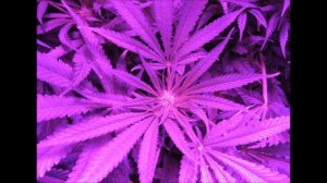 A$AP Rocky - Purple Swag