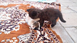 ЖИЗНЬ КОТЯТ | Как живут, спят, кушают и играются котята