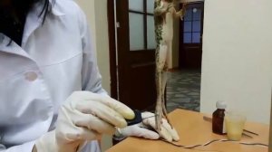 Спинномозгове экстероцептиные рефлексы лягушки | Бақаның экстероцептивті жұлын рефлекстері