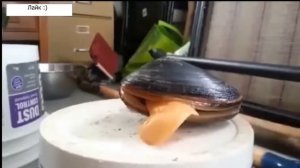 Языкастый молюск