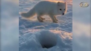 Лиса отбирает рыбу и рыбака. Парень, вот ты наглый...