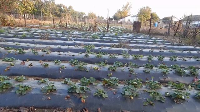 Не повторяйте мои ошибки в выращивание клубники. Исправили старые и наделали новых. Будем исправлят