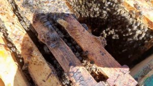 РАЗВИТИЕ ОТВОДКОВ ПЧЕЛОПАКЕТОВ ВЕСНОЙ. ДИАФРАГМА ДЮКАРЕВЫХ В ДЕЛЕ.