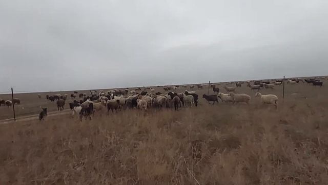 Бараны на совещании. смотреть онлайн