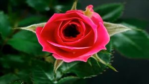 О богатстве и бедности. Практика щедрости. Создание изобилия (Центр развития Человека "Даария")