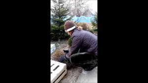 Укрытие роз спанбондом