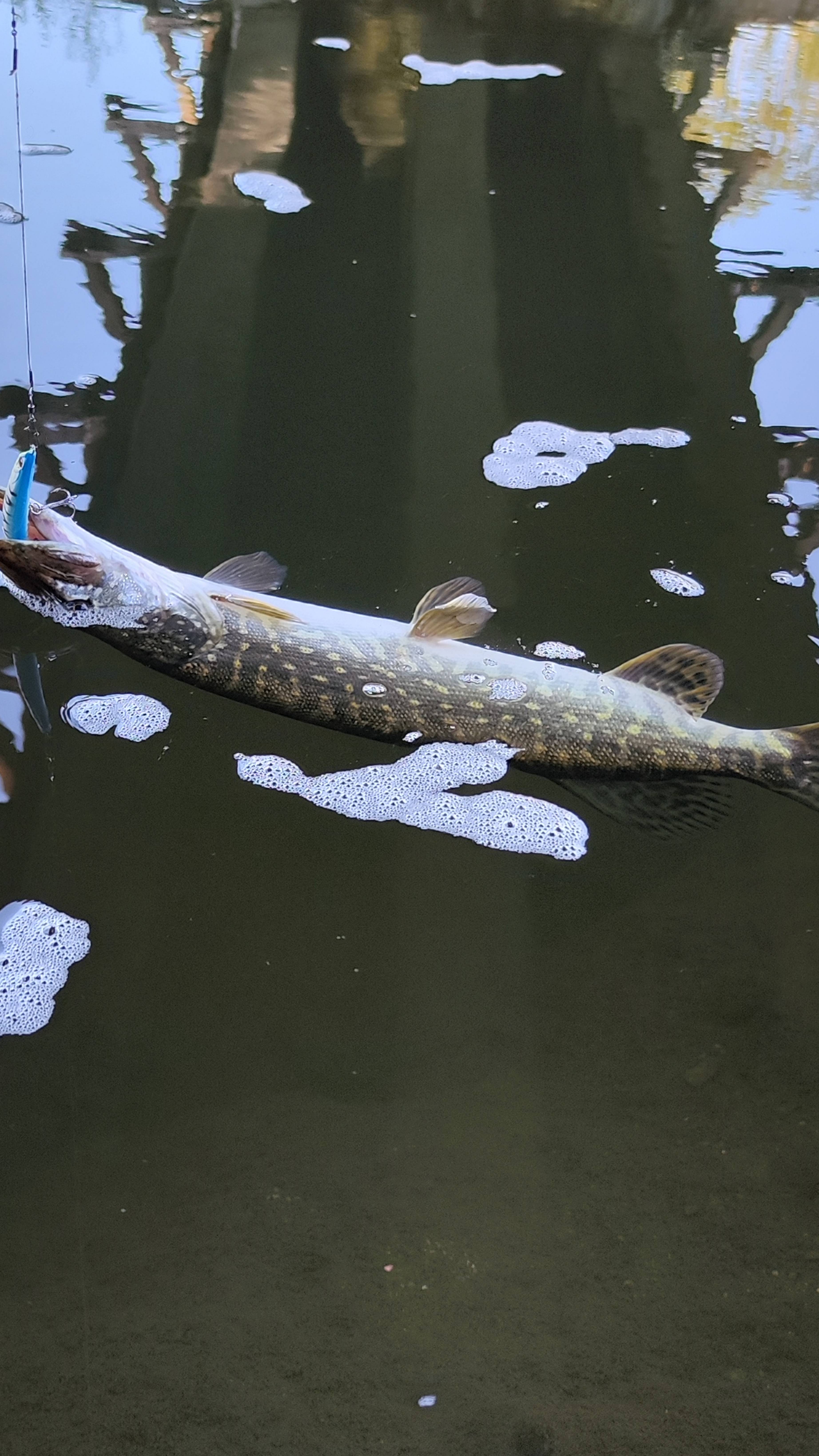 Атака щуки на новые воблеры!