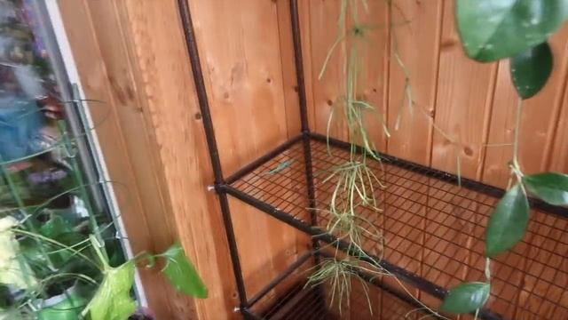 ВСЕ МОИ ХОЙИ / Как посадить хойю / Субстрат для хой смотреть онлайн