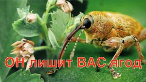 СРОЧНО обработать КЛУБНИКУ от ДОЛГОНОСИКА, иначе ЭТОТ ГАД УНИЧТОЖИТ ВАШ УРОЖАЙ