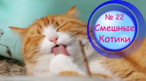 Котики Смешные?№ 22