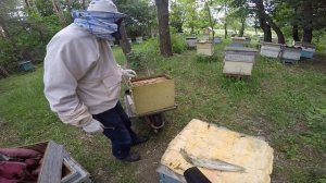 ПОДСАДКА НЕПЛОДНЫХ ПЧЕЛИНЫХ МАТОК В ОТВОДКИ.