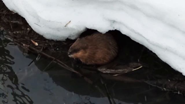 Есть ещё заповедные места! г. Городище, Пензенская область. смотреть онлайн