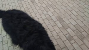 Лай русского чёрного терьера.