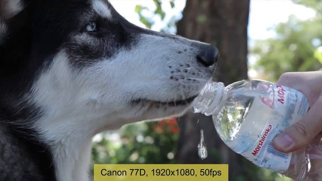 Canon 77D - Больше чем Canon 800D, но еще не Canon 80D смотреть онлайн