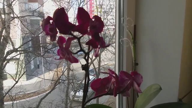 Выращиваю комнатные цветы. Подкормка, уход и формирование. Мой опыт и наблюдения. Орхидеи. смотреть онлайн