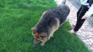 ОГРОМНЫЙ Красавец Аргун. Кобель Длинношерстной Немецкой Овчарки 6 лет. Одесса