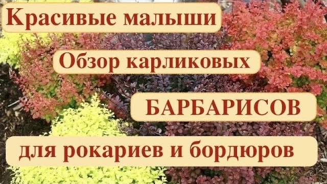 МИНИАТЮРНЫЕ КАРЛИКОВЫЕ БАРБАРИСЫ. ОБЗОР КРАСИВЫХ СОРТОВ ДЛЯ РОКАРИЯ И БОРДЮРОВ. Дачный креатив.