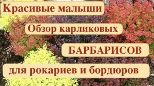 МИНИАТЮРНЫЕ КАРЛИКОВЫЕ БАРБАРИСЫ. ОБЗОР КРАСИВЫХ СОРТОВ ДЛЯ РОКАРИЯ И БОРДЮРОВ. Дачный креатив.