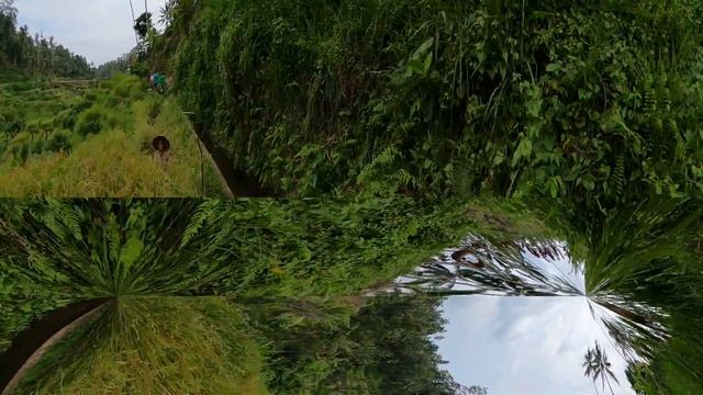 рисовые террасы tegallalang bali