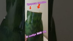 #сансевиерия/ #щучий хвост/ тещин язык ?/ укоренение с листочка в воде?