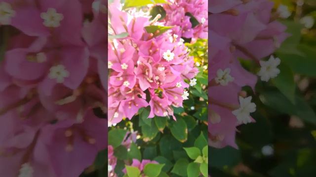 Bougainvillea Pink Pixie