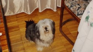 "Эльвин" (сл. и муз. Ольги Анисимовой)