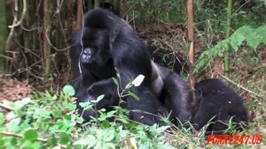 animals mating/breeding