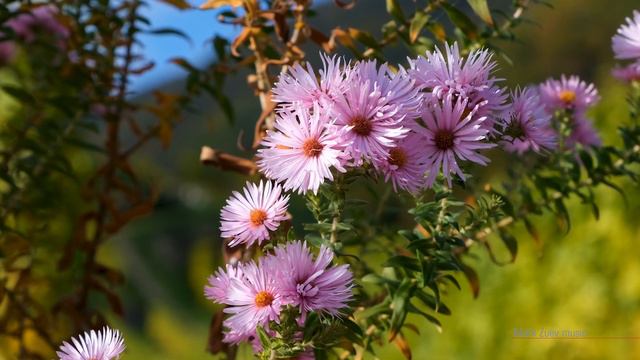 ПРЕДЧУВСТВИЕ ЛЮБВИ | A PREMONITION OF LOVE | Марк Зуев #mark_zuev #music #piano #2024 #love #релакс смотреть онлайн