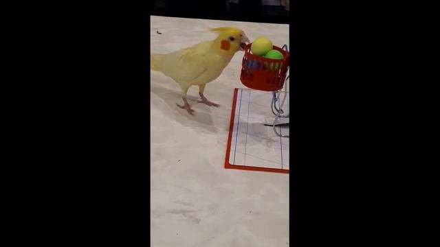 Попугай Корелла Учится играть в 