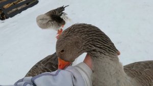 Определение пола у Гусей. Долгожданное видео.