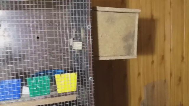 Разведение волнистых попугаев - выгодно или нет? смотреть онлайн