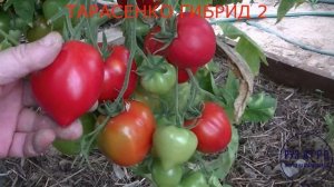 Томат Тарасенко Легенда и Гибрид 2 (обзор)