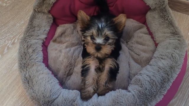 "Сказка про собачку Бусинку" Бармушкина Е.В. смотреть онлайн