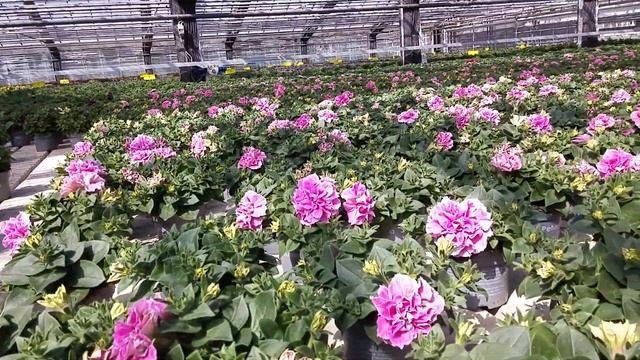 Выращивание ПЕТУНИИ.Какие бывают цвета.Тепличный бизнес.
