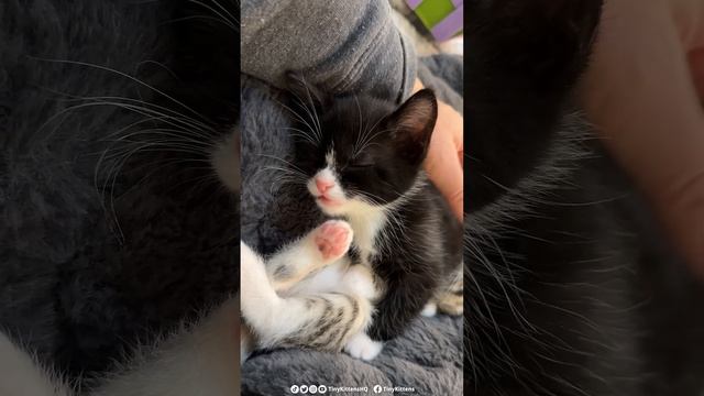 Kitten falls asleep mid-conversation, and it is ADORABLE!  #rescuekitty #kitten #catlover