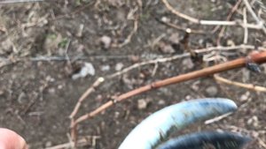 Не укрыл осенью столовый виноград. Как он перезимовал? Весенняя обрезка винограда!