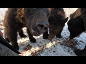 Недовольные медведи.