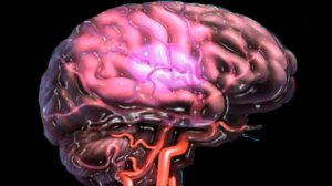 Перга пчелиная – что это такое и как с её помощью избавиться от «всех болезней»