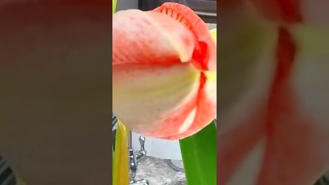 Spring Blooms In Winter Indoors #amaryllis #timelapse #winter #indoors #flowers #bloom #beauty #wow