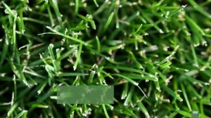 УХОД ЗА ГАЗОНОМ. КАК ДОБИТЬСЯ, ЧТОБЫ ГАЗОН СТАЛ ИДЕАЛЬНЫМ