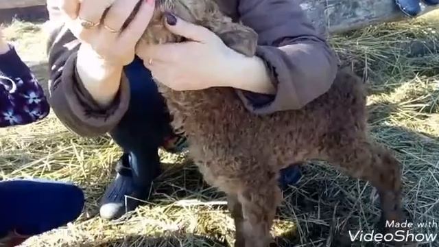 Кормление ягнёнка из детской бутылочки. смотреть онлайн
