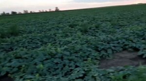 Дыня сорт мирон урожай на 18.07.19