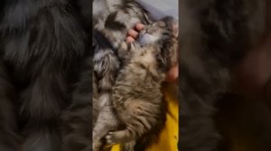 шотландские длинношерстные котята