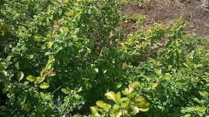 Айва.Посадка,уход,описание.