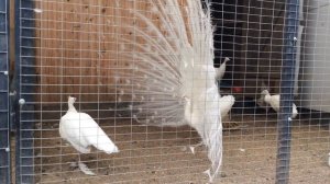 Белый павлин распускает хвост и не боится оператора